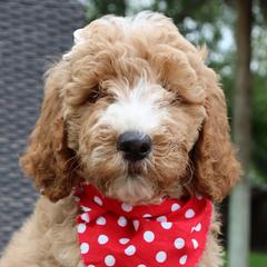 Orange Collar - Double Doodle puppy in Palmview, Texas from Love Me Pooch