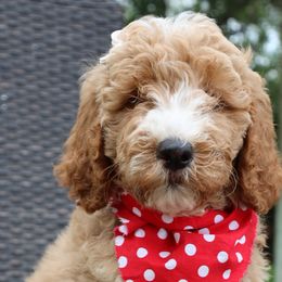 Orange Collar - Double Doodle puppy in Palmview, Texas from Love Me Pooch