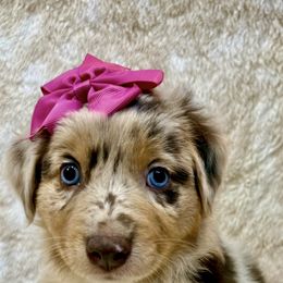 Australian Shepherd puppies from The Southern Dog