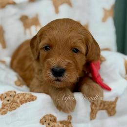 Red collar WOODY - Apricot male Goldendoodle puppy in Salem, Utah from Aspen Doodles
