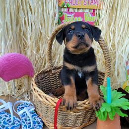 Rottweiler Puppies from C & J Rottweilers