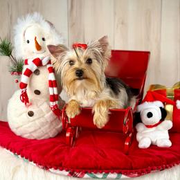 Maxim - Gold male Yorkshire Terrier puppy in Roseville, California from Blueberry Brook Yorkies