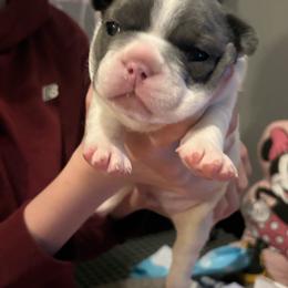 Peter - White male French Bulldog puppy in Houston, Alabama from Orderofthebulldogs, LLC