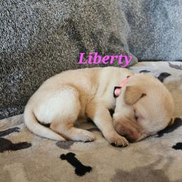 Liberty-Pink collar - Yellow female Labrador Retriever puppy in Davenport, Washington from LynnDee's Kennel