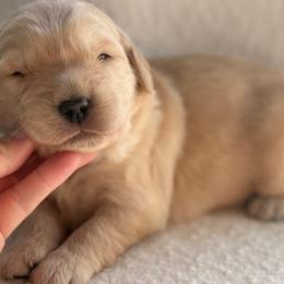 Ski Cooper- dark blue collar - Golden male Golden Retriever puppy in Colorado Springs, Colorado from Mercy Mountain Bernedoodles