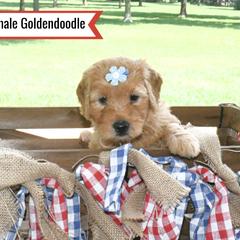 Goldendoodle Puppies from Blessed Day Doodles