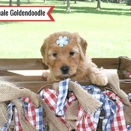 Goldendoodle Puppies from Blessed Day Doodles