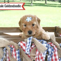 Goldendoodle Puppies from Blessed Day Doodles