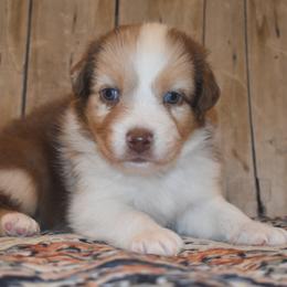 HALO - Red merle male Australian Shepherd puppy in San Tan Valley, Arizona from Mott Ranch - Blazin' Sun Aussies