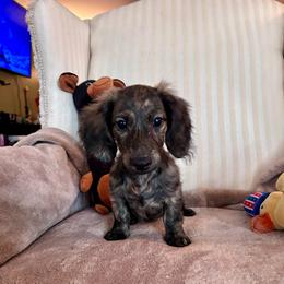 Mr  Orange collar. AKC - Brindle male Dachshund puppy in Willow Springs, Missouri from Krazy Acre Farm