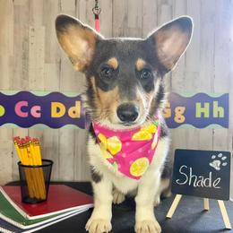 Shade - Pembroke Welsh Corgi