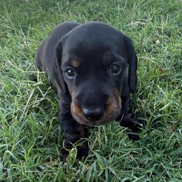 Black and tan with Brindle points girl - Black and tan female Dachshund puppy in Buckeye, Arizona from Ryder's Roundup