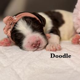Doodle - Chocolate male Australian Labradoodle puppy in Citrus Heights, California from Elite Blend Labradoodles