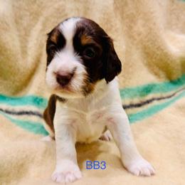 BB3 - Liver white and tan male English Springer Spaniel puppy in Britton, South Dakota from K&S Canines