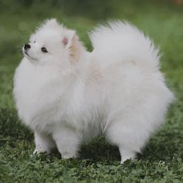 Zara - Pomeranian