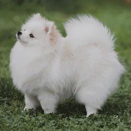 Zara - Pomeranian