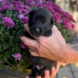 Ginny - Mahogany female Belgian Malinois puppy in Paris, Kentucky from Z Domu Niedzwiedzia Malinois