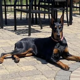 Doberman Pinscher All Grown Up from Hierarch Dobermans