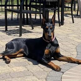Doberman Pinscher All Grown Up from Hierarch Dobermans