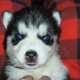 Calypso - Sable and white female Siberian Husky puppy in Richland, Mississippi from Feazell’s Siberian Huskies