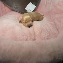 Crumble - Cream male Dachshund puppy in Bristol, Tennessee from It's Mini Wieners Baby
