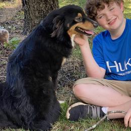 Farrah - Australian Shepherd