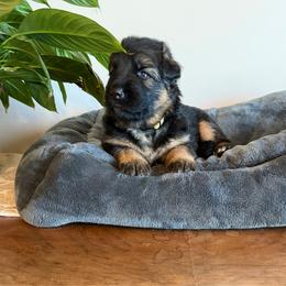 Everleigh - Black and red female German Shepherd puppy in Big Rapids, Michigan from Misty Hills German Shepherds
