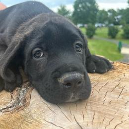 Marshall, Boy 4 Dark Black Brindle with tan collar - Cane Corso puppy from K9 Guardian Cane Corso