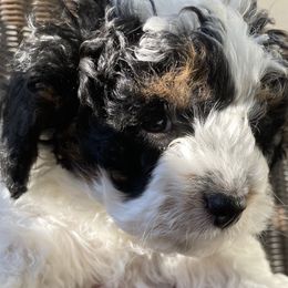 Bernedoodle Puppies from Birdie Bernedoodles