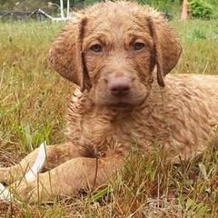 Chesapeake Bay Retrievers and Portuguese Water Dogs from Marilyn Stevens