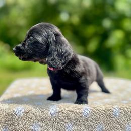 Minnie - Black female Dachshund puppy in Delano, Tennessee from Olive Branch Acres