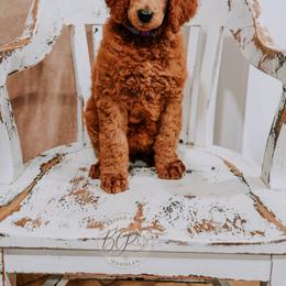 Poodle Puppies from Bridge City Poodles
