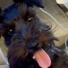 Miniature Schnauzers from Larsen’s Adorable Pups