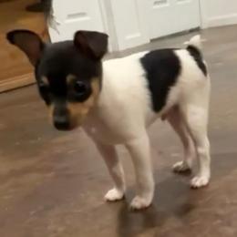 Boy 2 - White black and tan male Toy Fox Terrier puppy in Shawnee, Oklahoma from Heartland Toy Fox Terriers