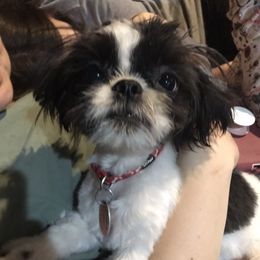 Jack - Shih Tzu