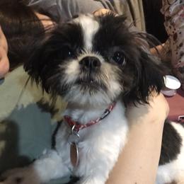 Jack - Shih Tzu