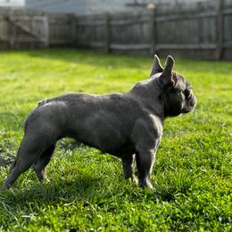 Tansy - French Bulldog