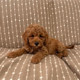 Green Boy 3 - Apricot male Goldendoodle puppy in Sacramento, California from Golden Heart Doodles