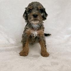 Australian Mountain Doodle, Bernedoodle, and Bernese Mountain Dog Puppies from Berns & Doodles