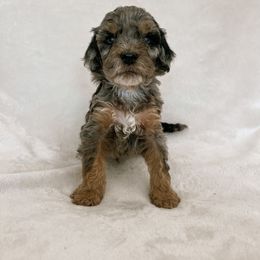 Australian Mountain Doodle, Bernedoodle, and Bernese Mountain Dog Puppies from Berns & Doodles