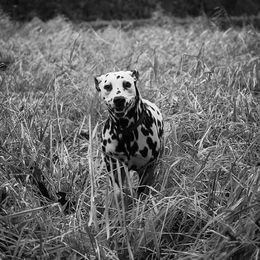 Basset Hound and Dalmatian Puppies from Lazy B Bassets and Dalmatians