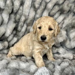 Aussiedoodle, Labradoodle, and Sheepadoodle Puppies from Boxcar Doodles and Poodles