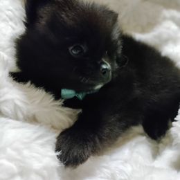 Pomeranian Puppies from Cutie Poms
