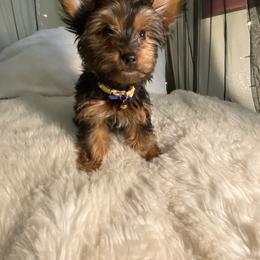 Yorkshire Terrier Puppies from Cutest AKC AZ Yorkies