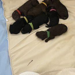 Poodle and Pumi Puppies from Nord Kennel