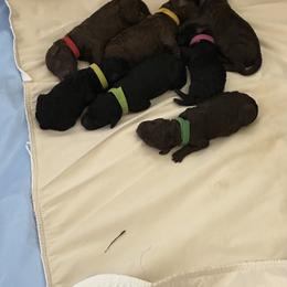 Poodle and Pumi Puppies from Nord Kennel
