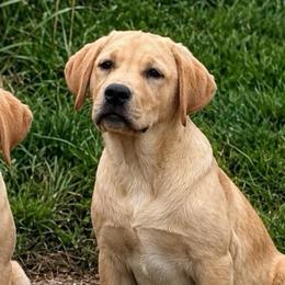 Han (Blue Collar) - Yellow male Dilute Retriever puppy in Baldwin City, Kansas from Hedge Lane Labradors
