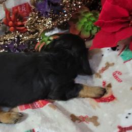 Dachshund Puppies from CLARK'S BREEDING PROGRAM