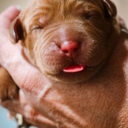 Labrador Retriever Puppies from Mid-Columbia Labradors