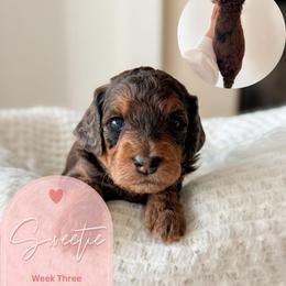 Sweetie - Merle female Goldendoodle puppy in California City, California from Summer Sun Doodles